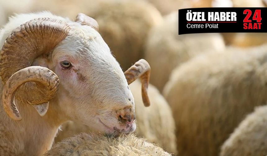 Küçükbaş yetiştiricileri Kurban Bayramı’nı zor atlattı