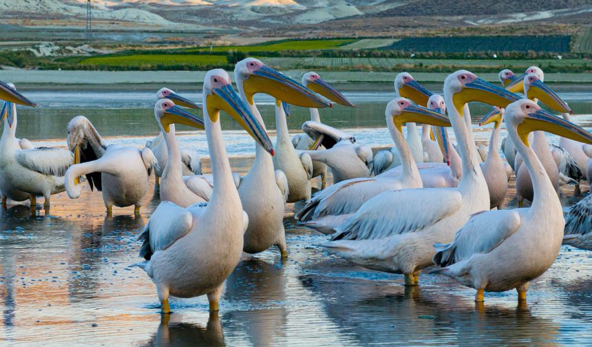 Nallıhan Kuş Cenneti’nde Flamingo ve Pelikanların Göç Yolculuğu Başladı