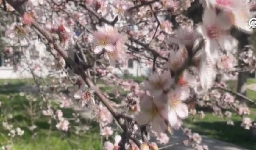 Bolu'da meyve ağaçları çiçek açtı
