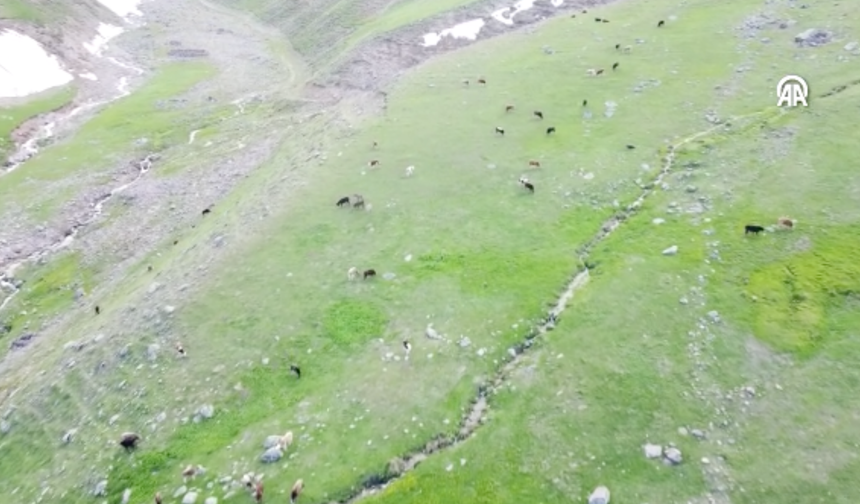 Iğdır’ın Yaylaları Hayvan Sürülerinin Akınına Uğradı: Yayla Sezonu Başladı