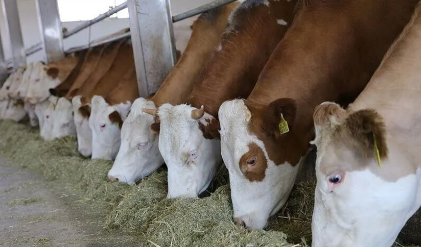 Hayvan hastalıklarında yeni dönem: Tazminat şartları yeniden belirlendi