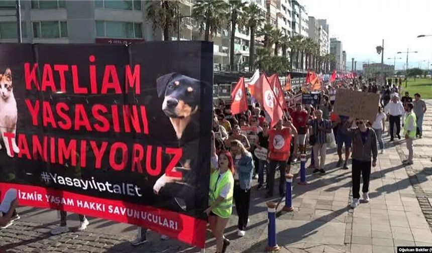 Yavru kediye işkence edip öldüren iki kişi hakkında gözaltı kararı