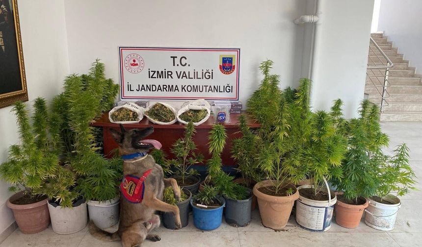 İzmir’de uyuşturucu operasyonu: 8 kilo 339 gram esrar ele geçirildi