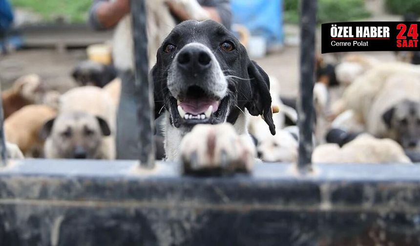 Bakanlıklar yanıt vermedi: Toplanan 3,8 milyon köpeğe ne oldu?