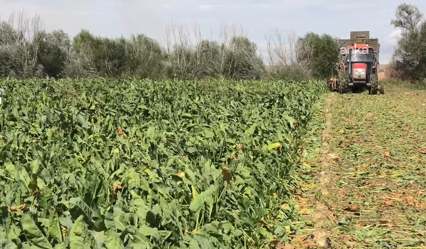 Bakanlık açıkladı: Şeker pancarının alım fiyatı ton başına 3 bin 720 TL olarak belirlendi